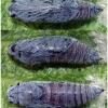 musch tessellum pupa